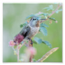Recherche de petit oiseau photographie Rose