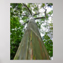 Recherche de mindanao posters Eucalyptus