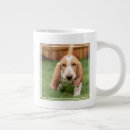 Recherche de bassets tasses Chiot