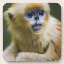 Zoek naar aap onderzetters Wild