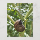 Recherche de escargots cartes postales Nature