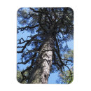 Recherche de texture en bois magnets Rustique