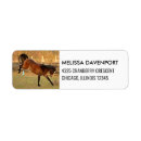 Zoek naar paarden fotografie Equine