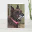 Recherche de terriers de cairn vœux cartes Animaux domestiques