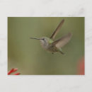 Recherche de puissante cartes postales Oiseau