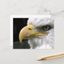 Recherche de wild animals cartes postales Nature