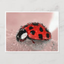 Recherche de coccinelles roses cartes postales Pour tous