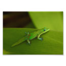 Recherche de gecko posters Sauvage