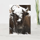 Recherche de photo de bison cartes postales Hiver