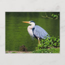 Zoek naar reiger briefkaarten Dier