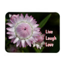 Recherche de daisys magnets Rose