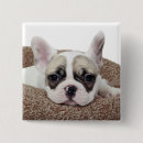Recherche de bouledogue français badges Chien de taureau