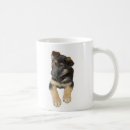 Recherche de chiot berger tasses Chien