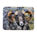 Recherche de râpe magnets Animaux