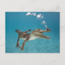 Recherche de plongeurs cartes postales Oiseaux