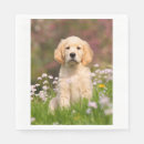 Recherche de golden retriever serviettes Chiot