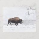 Zoek naar bison briefkaarten Winter