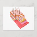 Recherche de sensoriel cartes postales Horizontale