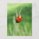 Recherche de petite coccinelle cartes postales Chance