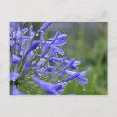 Recherche de agapanthus cartes postales Plante