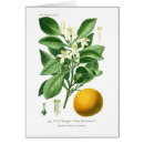 Recherche de orange amère Illustration