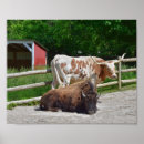 Recherche de texas longhorn posters Ferme