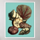 Recherche de dollar sable posters Étoiles de mer