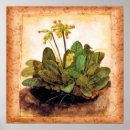 Zoek naar primula posters Illustratie