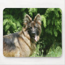 Recherche de 1 photo tapis souris Photographe canin