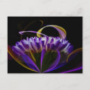 Recherche de fleur chrysanthème cartes postales Beau