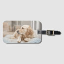 Recherche de golden retriever bagages étiquettes Mignon