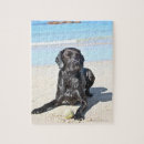 Zoek naar labradors puzzels Huisdieren