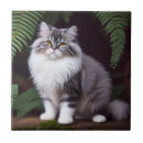 Recherche de persan carreaux Animal