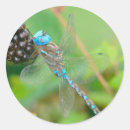 Recherche de libellules colorées autocollants Nature