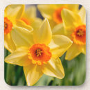 Zoek naar daffodil onderzetters Geel