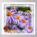 Zoek naar asters posters Madeliefje