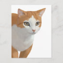 Zoek naar oranje katten briefkaarten Oranje tabby kat