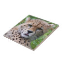 Recherche de guépards carreaux Nature