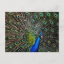 Recherche de couleur paon cartes postales Plumes
