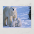 Recherche de ourson cartes postales Blanc