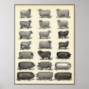 Zoek naar varkens posters Antiek