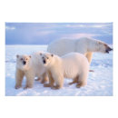 Recherche de mammifère marin posters Carnivore