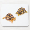 Recherche de coquille tortue tapis souris Nature
