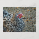 Recherche de poules cartes postales Animal de ferme