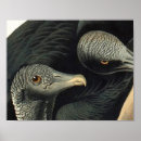 Zoek naar gieren posters Natuur