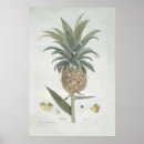 Recherche de dessin ananas art Botanique