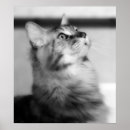 Zoek naar coon posters Cat