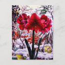 Recherche de amaryllis cartes postales Fleurs