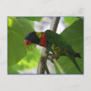 Recherche de oiseau australien cartes postales Aviaire