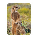 Recherche de suricate magnets Faune